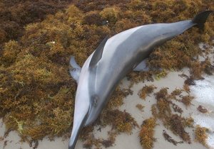 New Virus Found in Cetaceans - Gansbaai Daily News